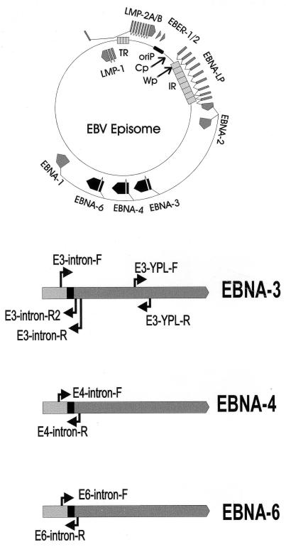 FIG. 1