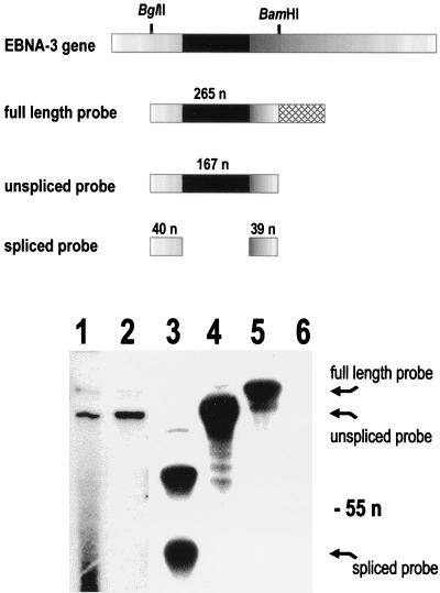 FIG. 5