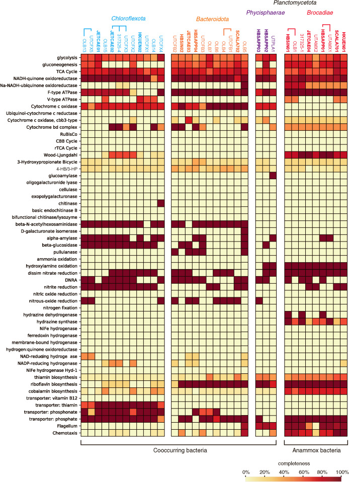 Metagenomic Analysis of Five Phylogenetically Distant Anammox Bacterial ...