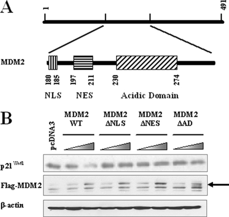 FIGURE 1.