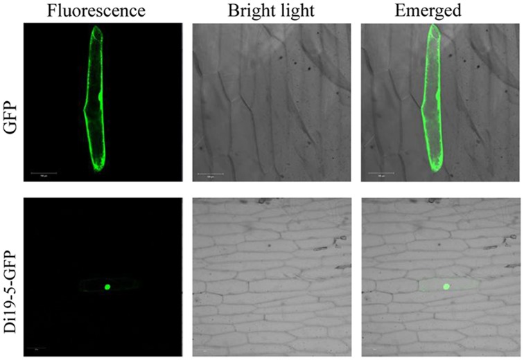 Figure 7