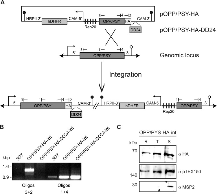 FIG 3