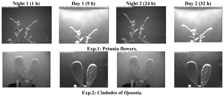 Figure 4.