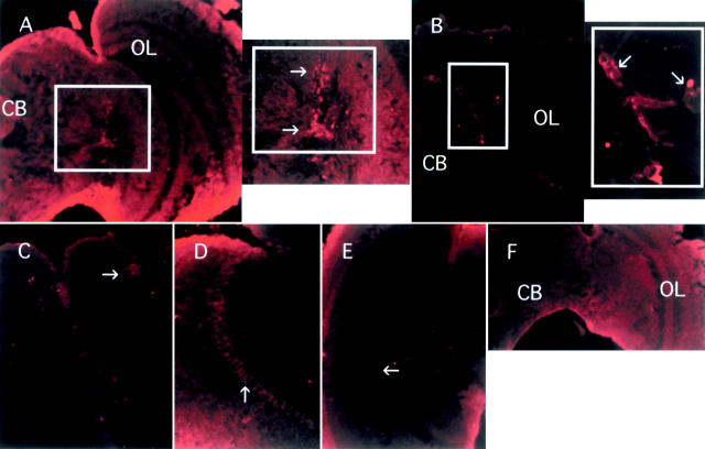 Figure 4.—