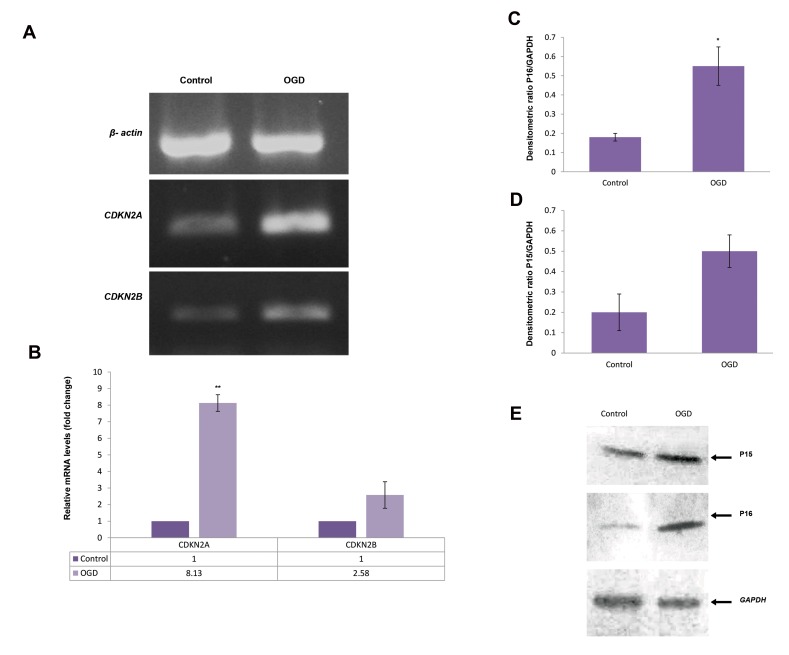 Fig 5