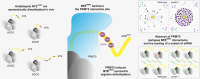 Graphical Abstract