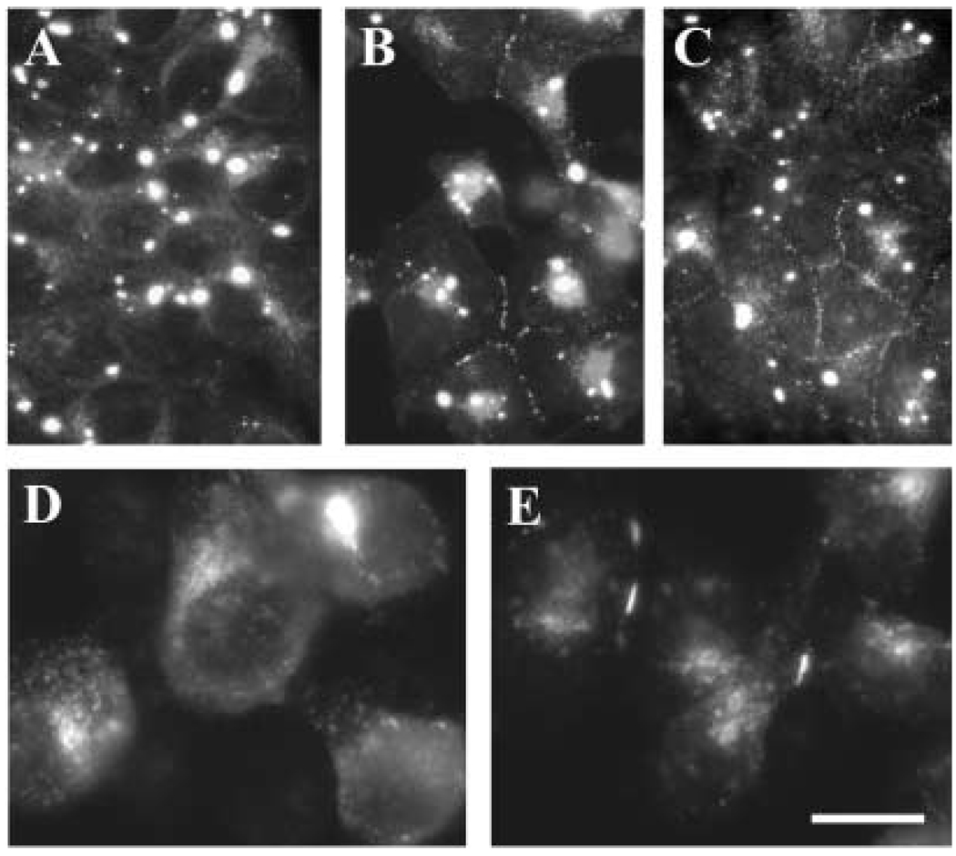 Fig. 11