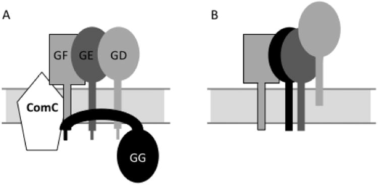 Fig. 7