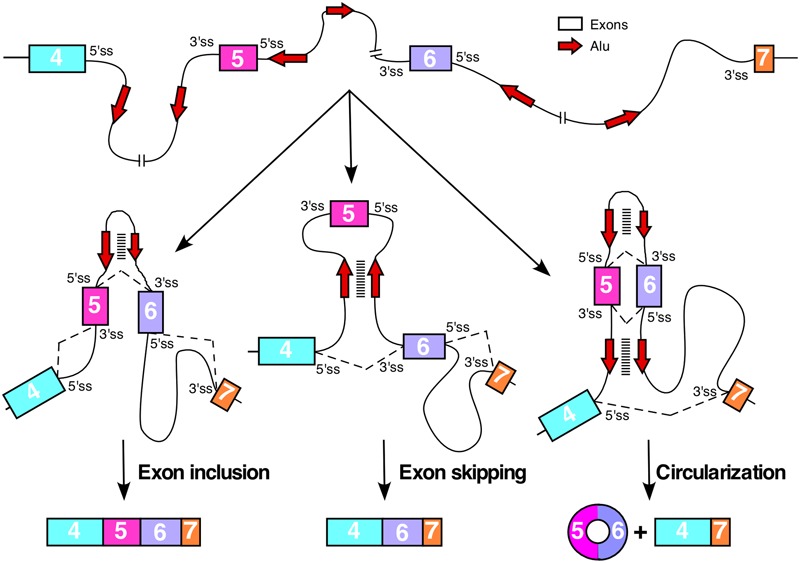 FIGURE 3