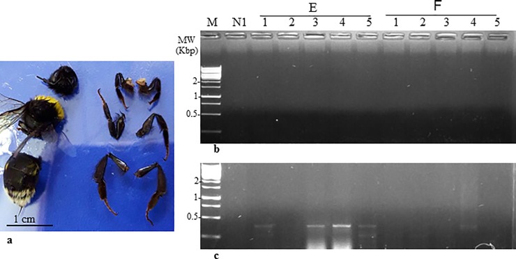 Fig 6