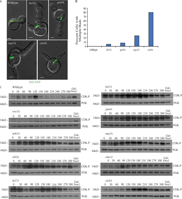 Figure 4.