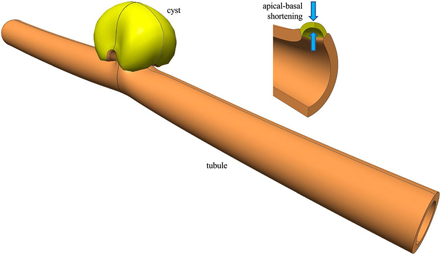 Fig. 5