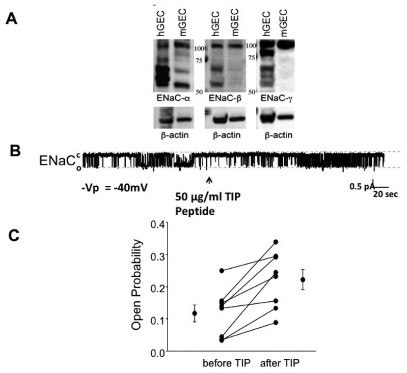 Figure 6 |