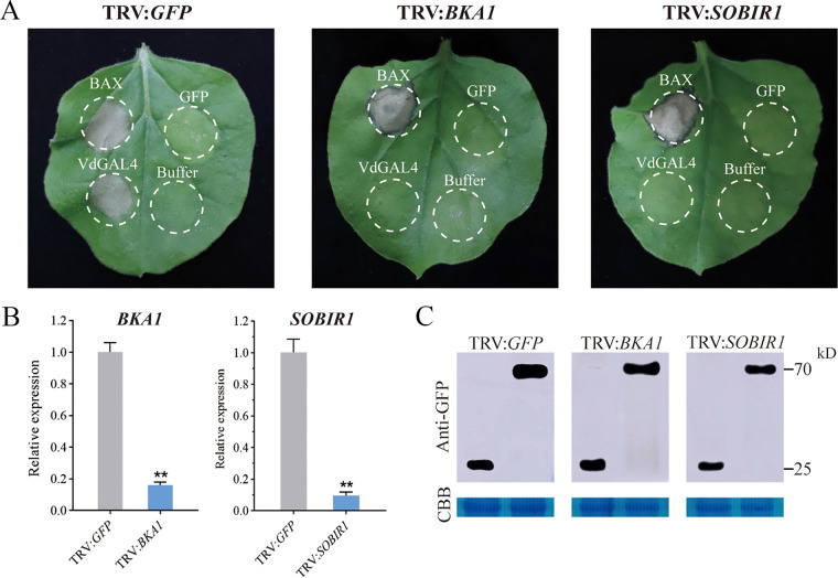 FIG 2