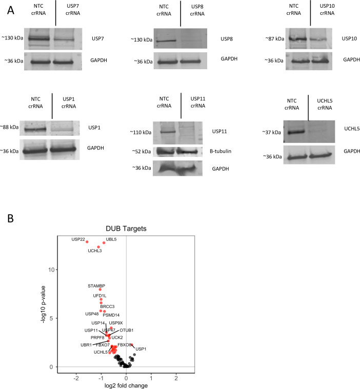 Figure 2—figure supplement 1.