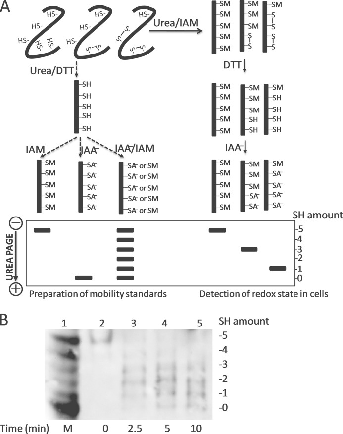 FIGURE 1.