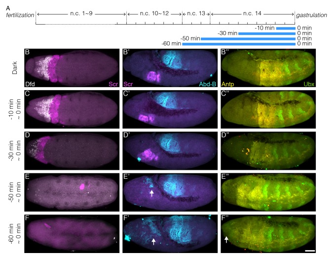 Figure 4—figure supplement 1.