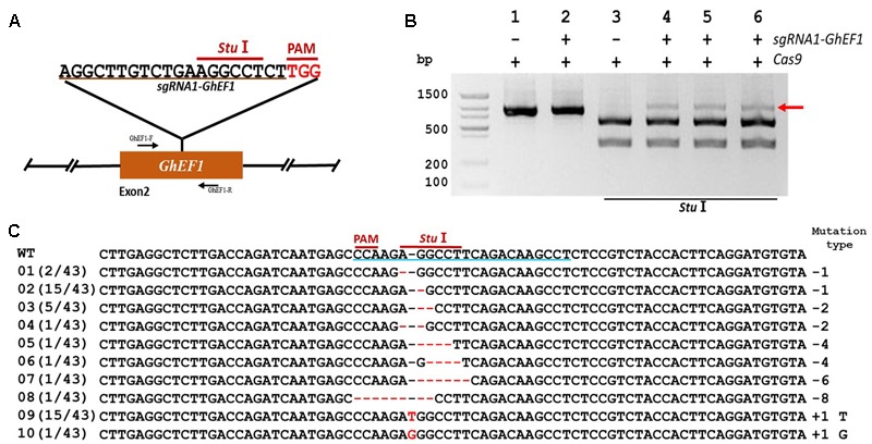 FIGURE 2