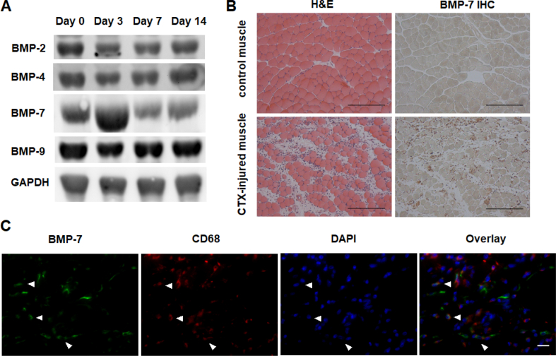 Figure 3