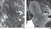 Fig. 10—