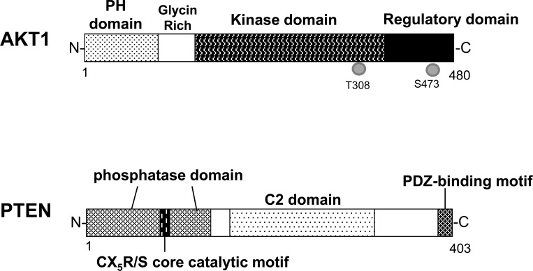 Fig. (2)