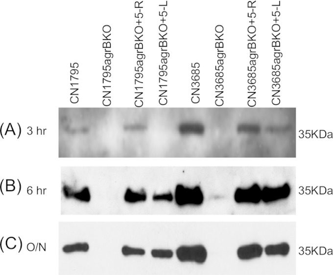 FIG 4