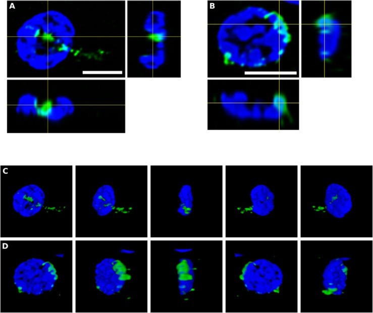 FIGURE 4