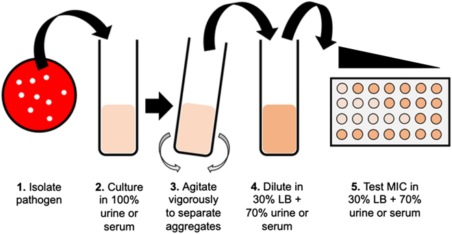 Figure 5