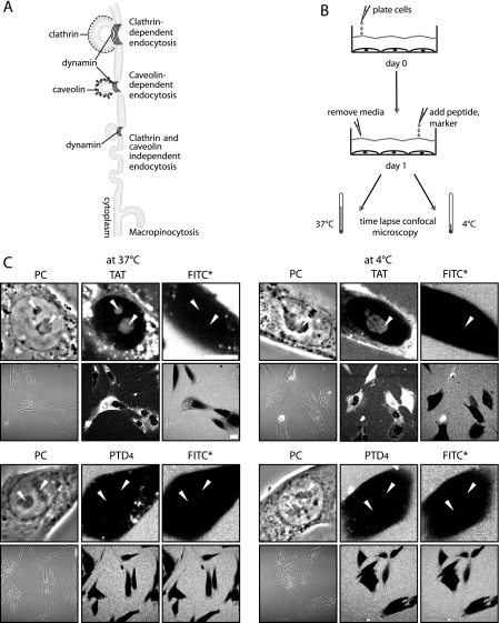 FIGURE 4.