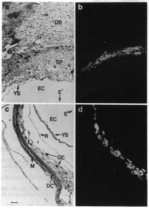 graphic file with name pnas00289-0236-a.jpg