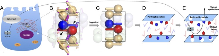 Fig. 5.