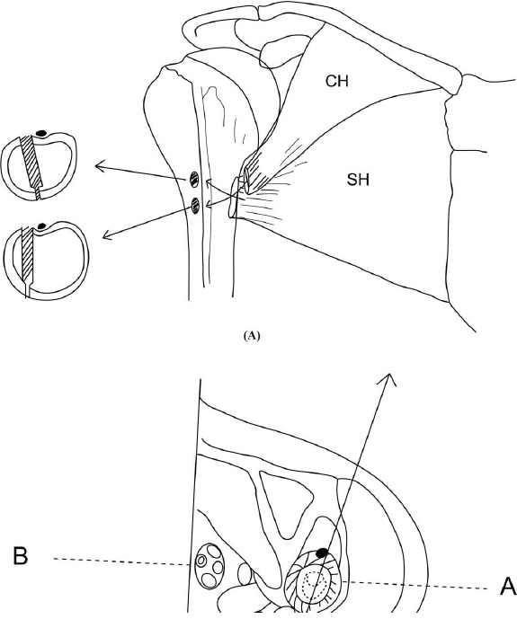 Fig. (2)