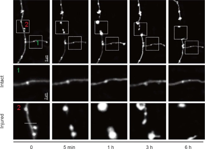 Figure 4