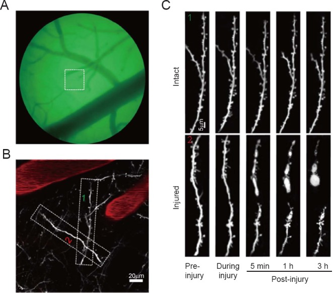 Figure 2