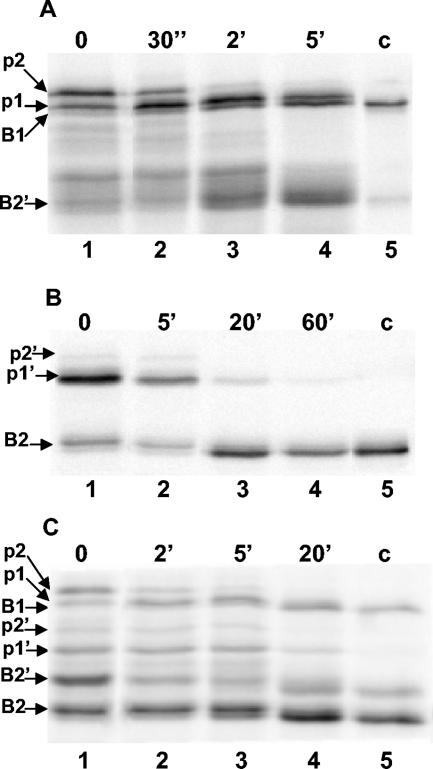 FIG. 2.