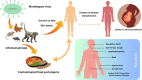 Image, graphical abstract
