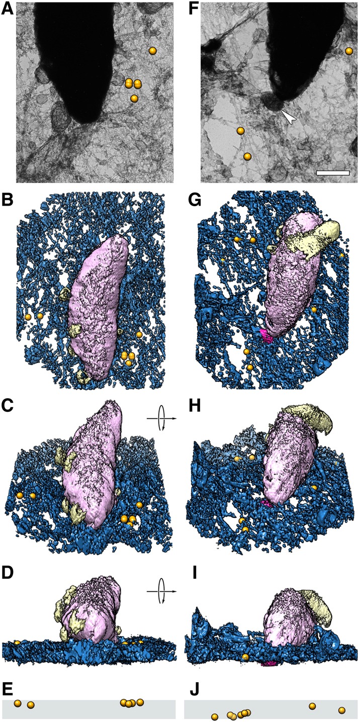 Fig. 5.