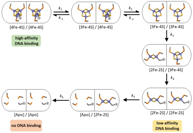 Figure 10—figure supplement 1.