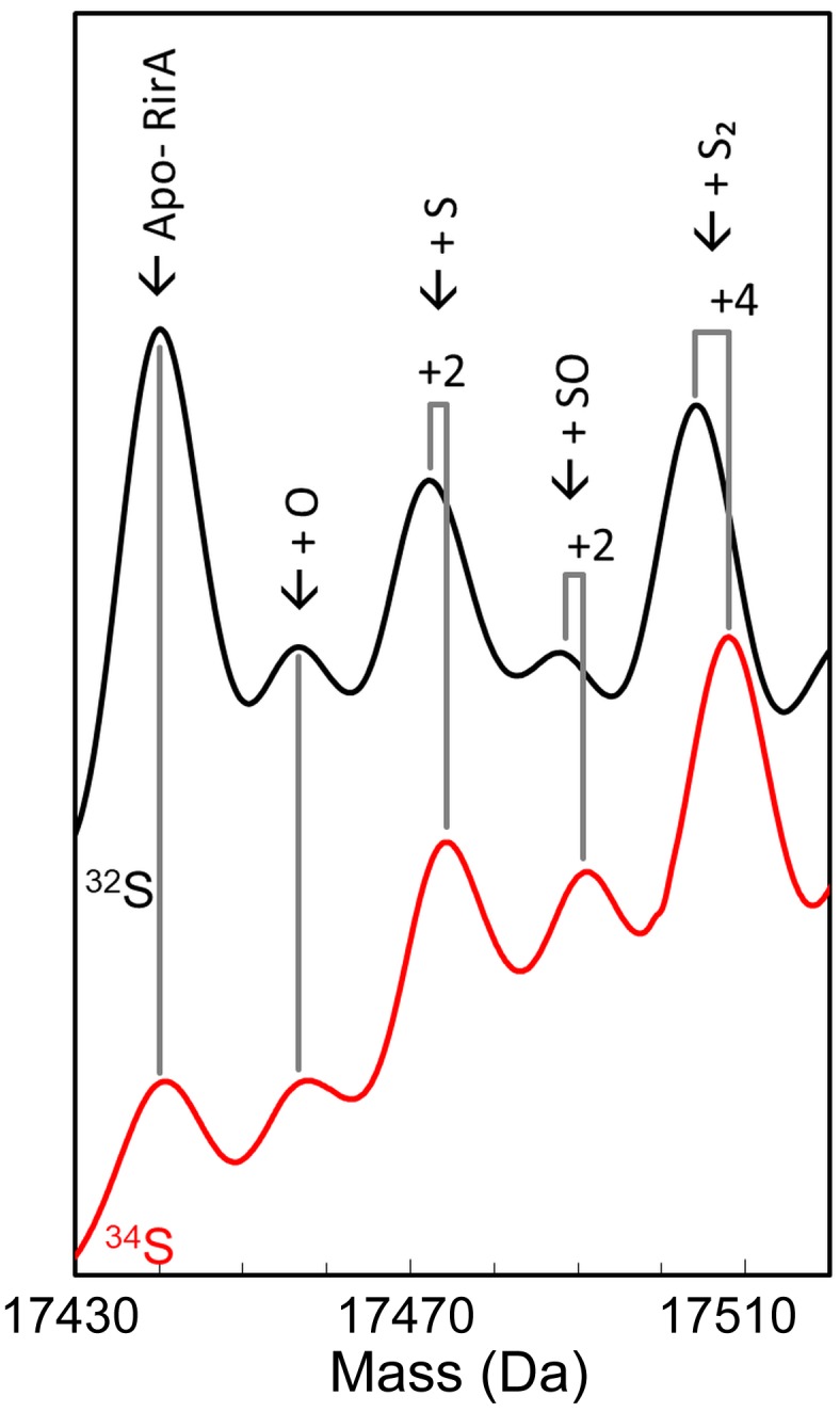 Figure 6—figure supplement 1.