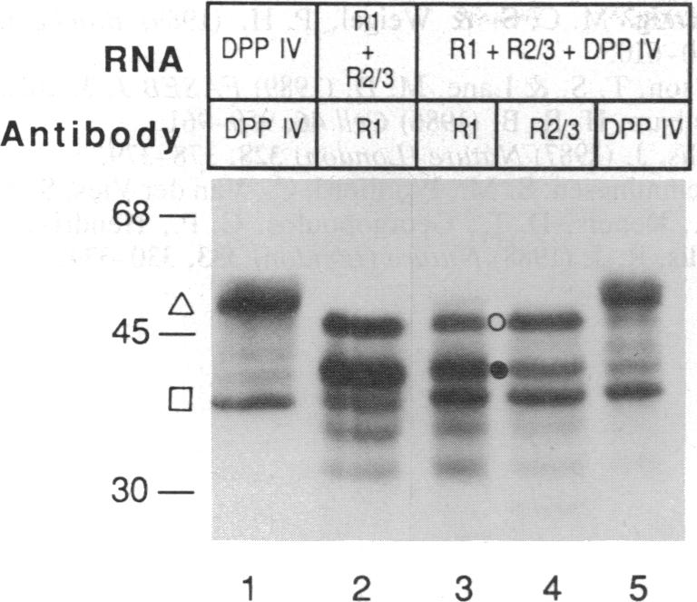 graphic file with name pnas01037-0454-a.jpg