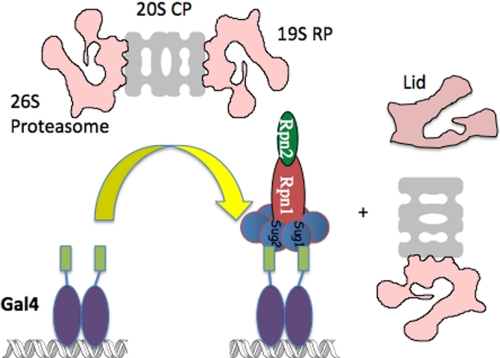 FIGURE 2.