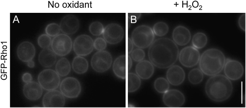 Figure 7 