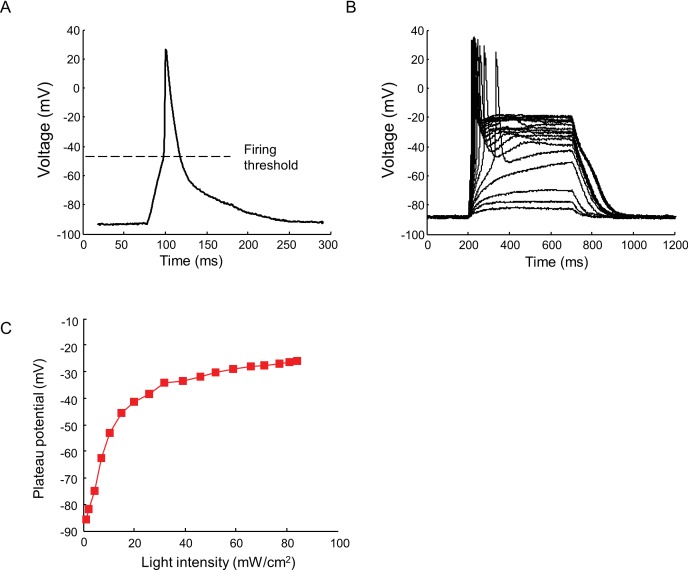 Figure 2—figure supplement 1.