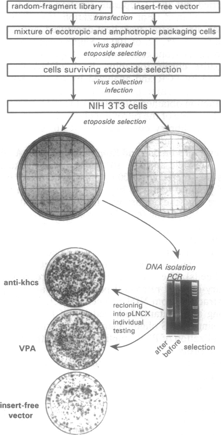 graphic file with name pnas01131-0278-a.jpg