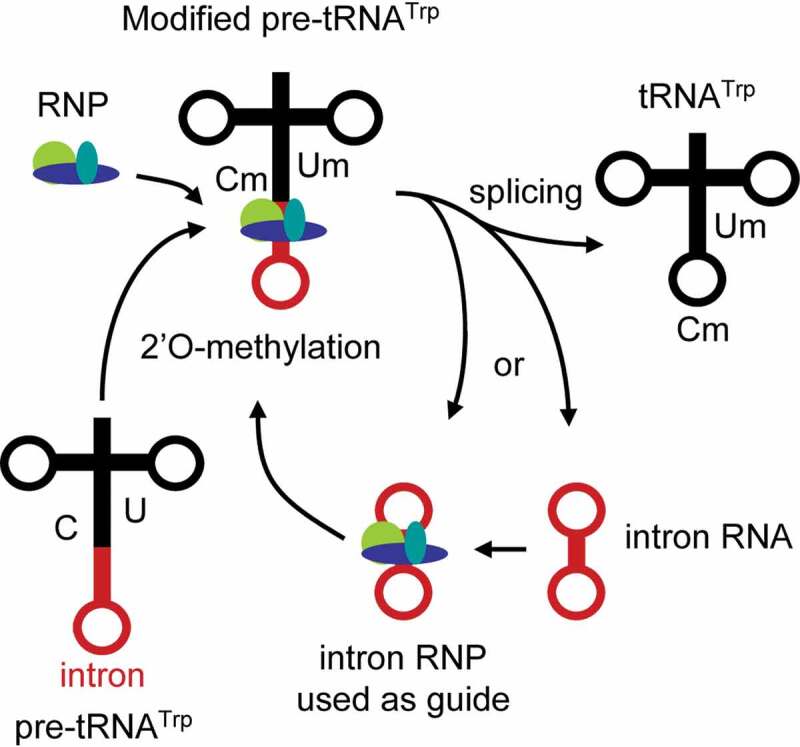 Figure 2.