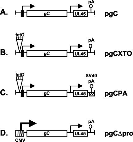 FIG. 1.