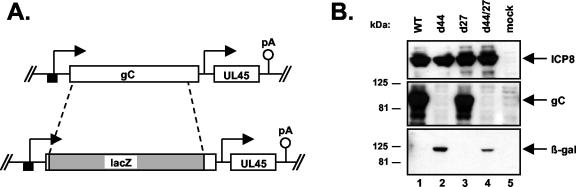 FIG. 6.