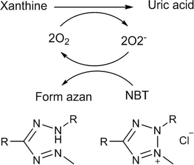 Fig. 11