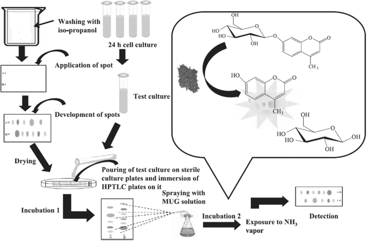 Fig. 12