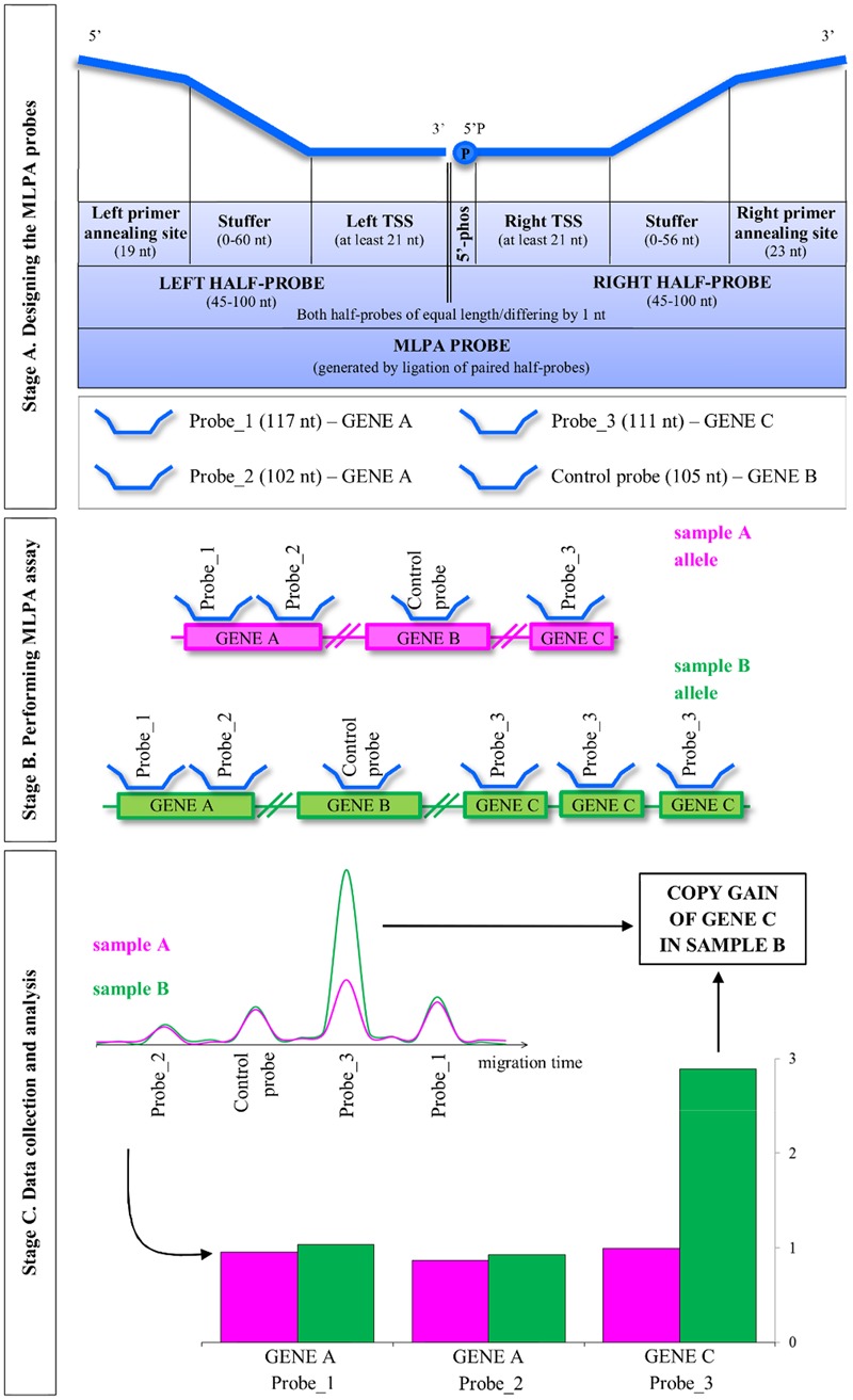 FIGURE 1